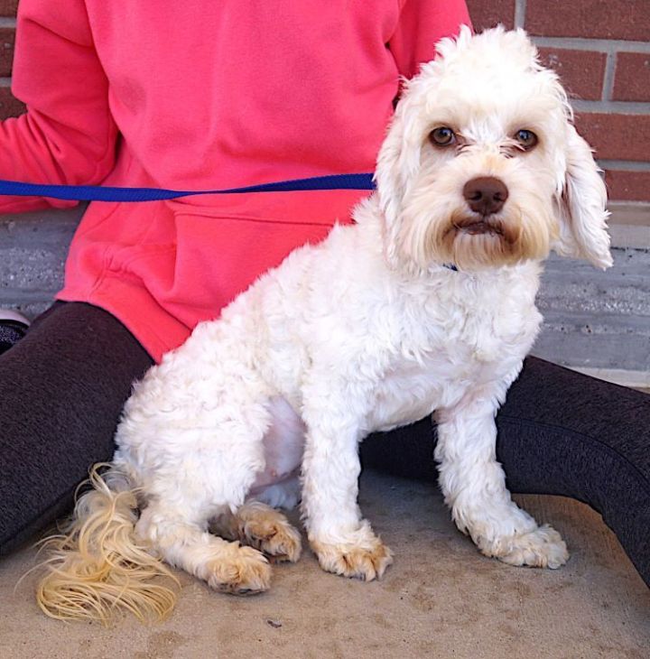 Petfinder cockapoo 2024