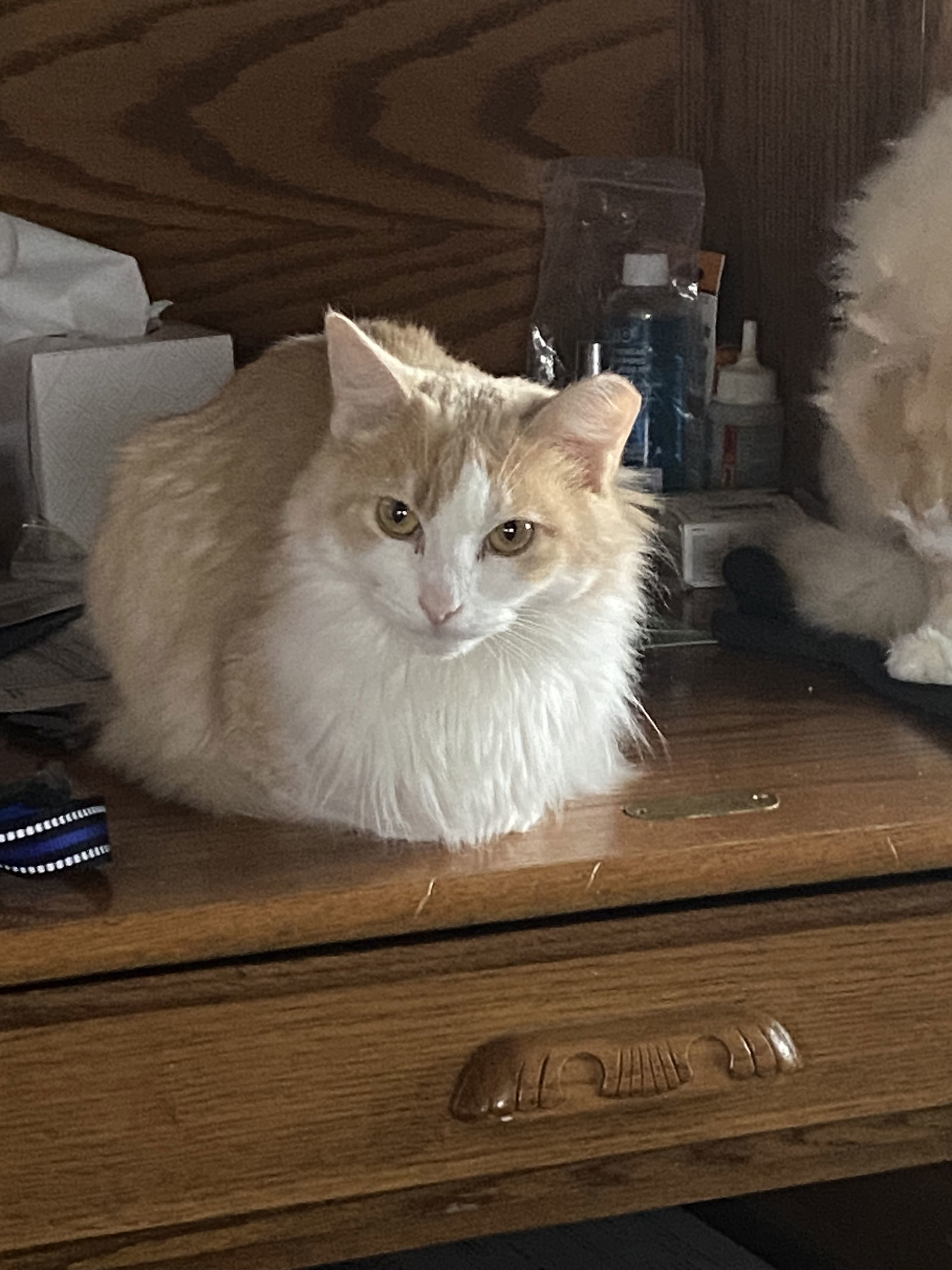 Skye, an adoptable Domestic Long Hair in McKinney, TX, 75069 | Photo Image 1