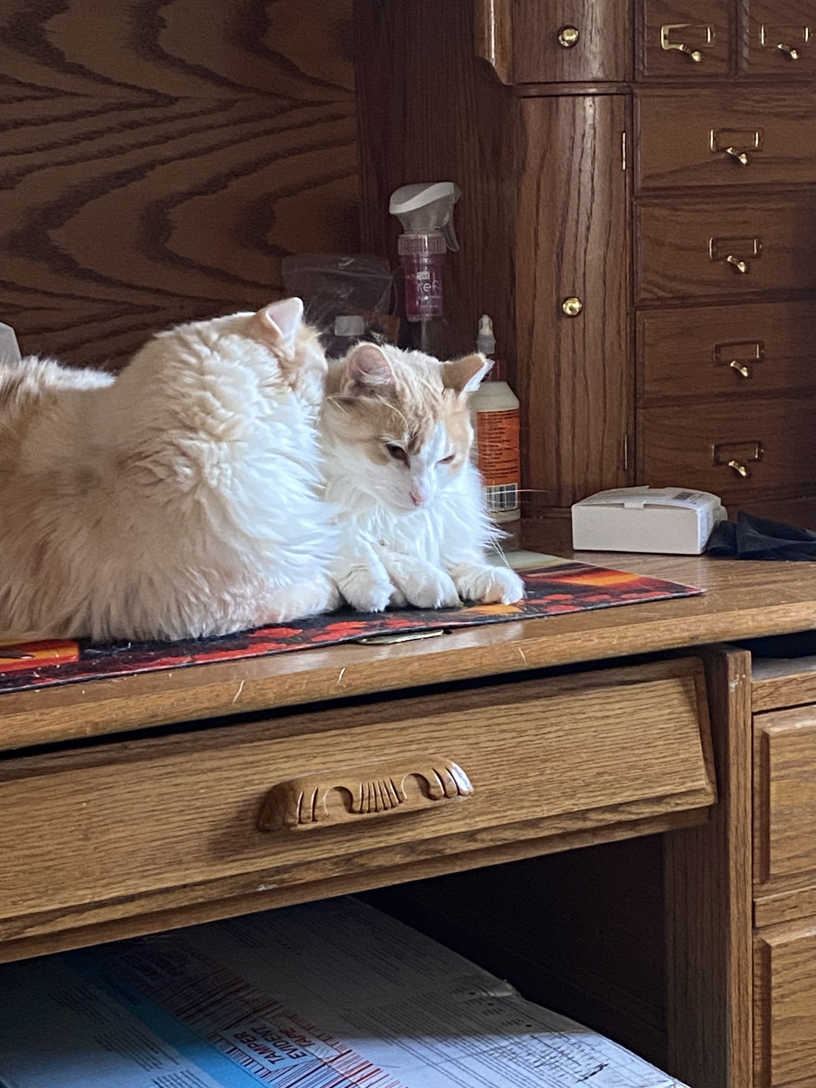 Skye, an adoptable Domestic Long Hair in McKinney, TX, 75069 | Photo Image 2