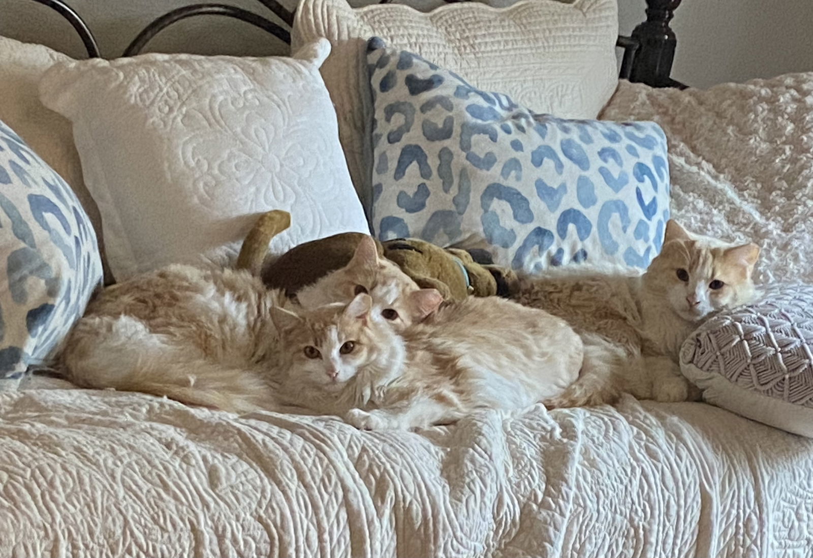 Skye, an adoptable Domestic Long Hair in McKinney, TX, 75069 | Photo Image 3