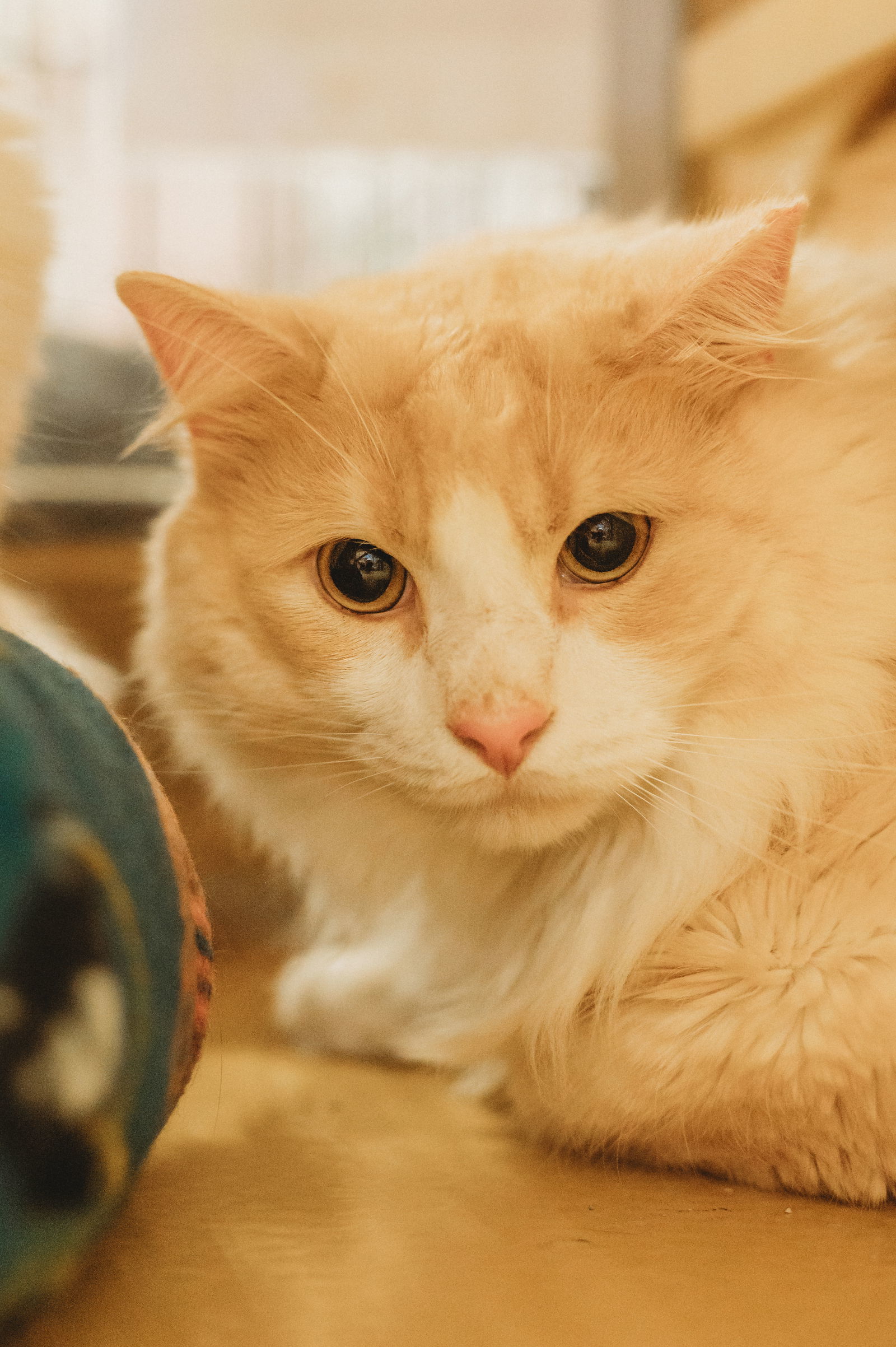 Peychaud, an adoptable Domestic Long Hair in McKinney, TX, 75069 | Photo Image 1