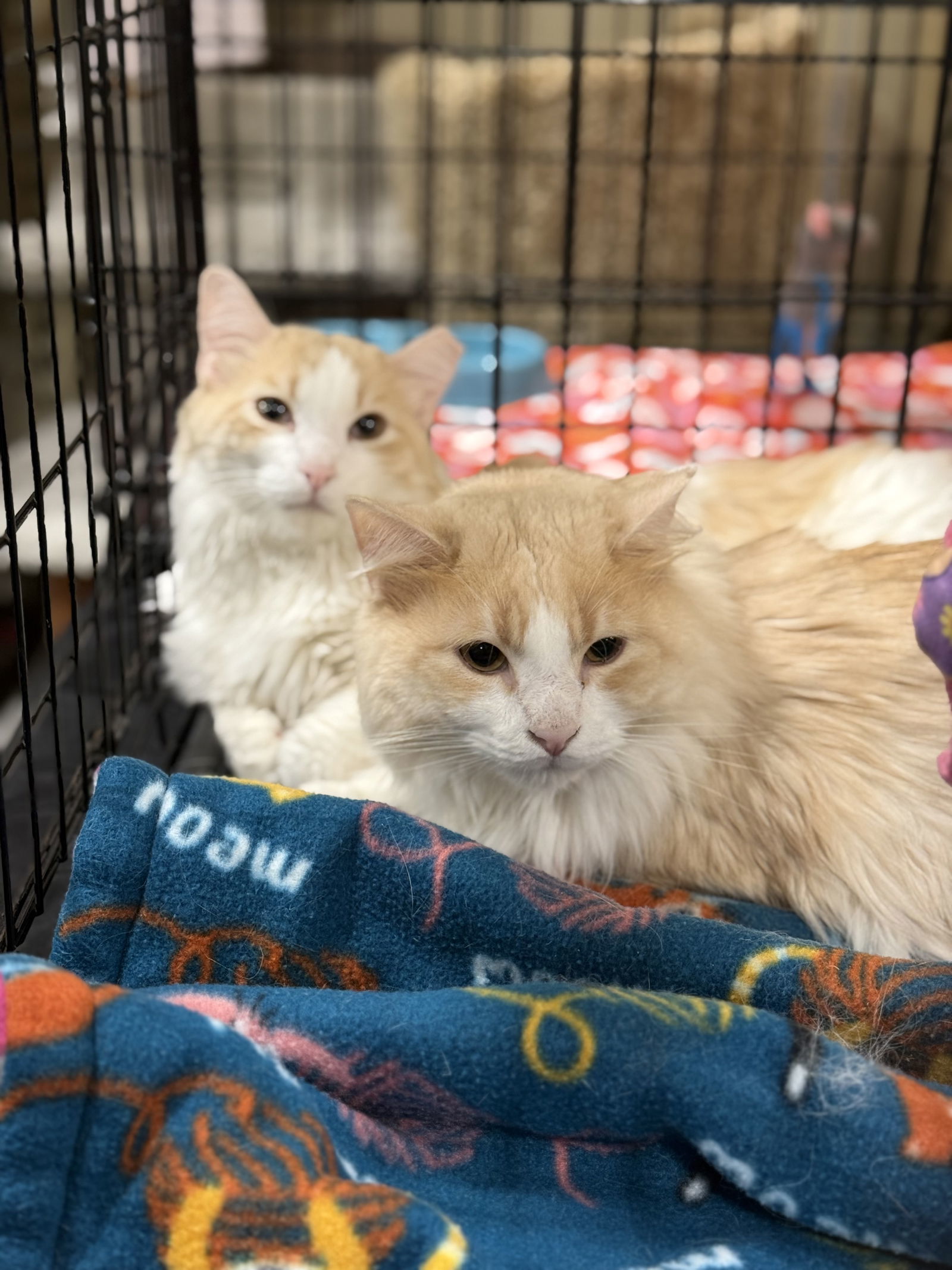 Peychaud, an adoptable Domestic Long Hair in McKinney, TX, 75069 | Photo Image 2