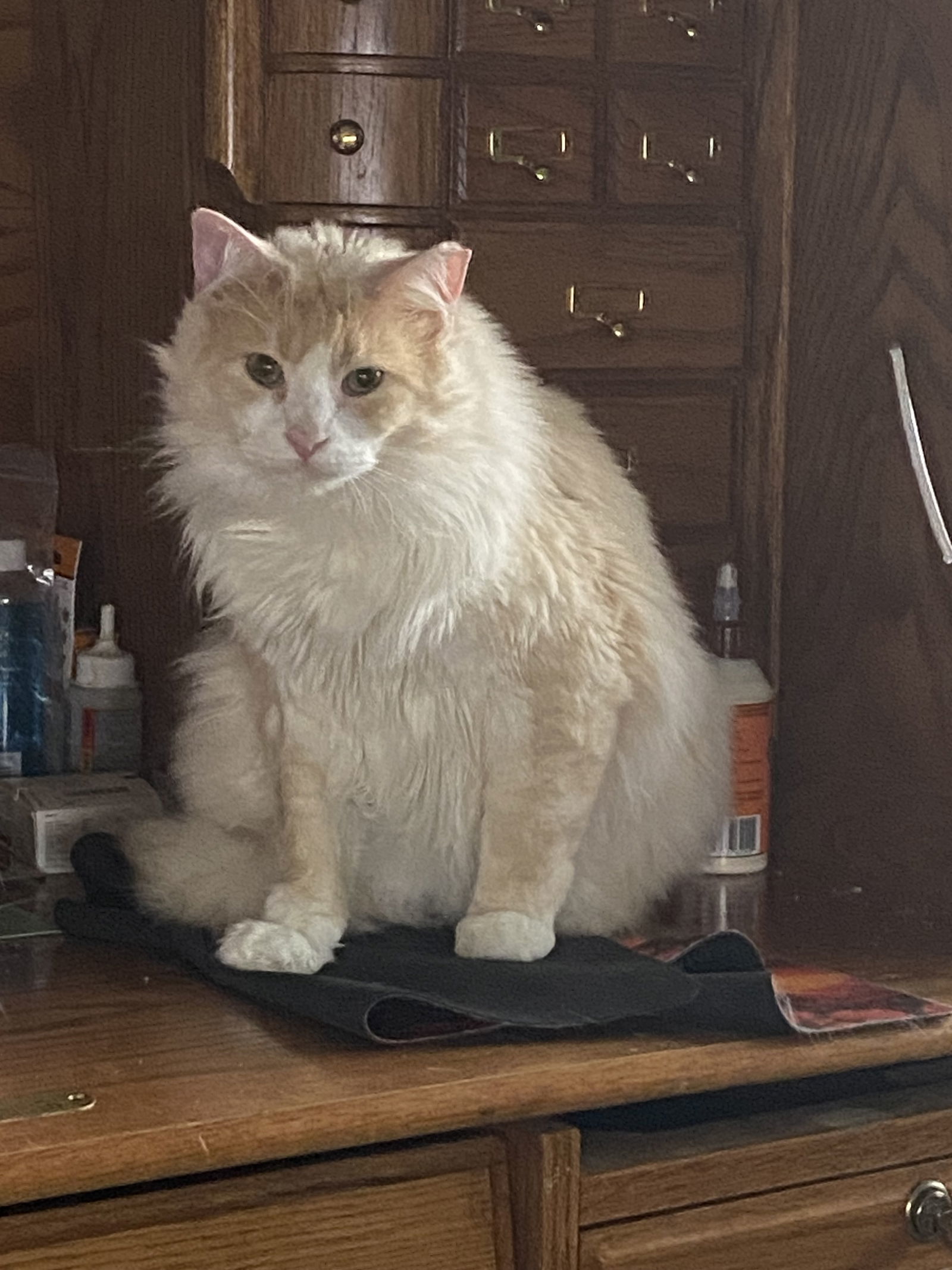 Peychaud, an adoptable Domestic Long Hair in McKinney, TX, 75069 | Photo Image 3