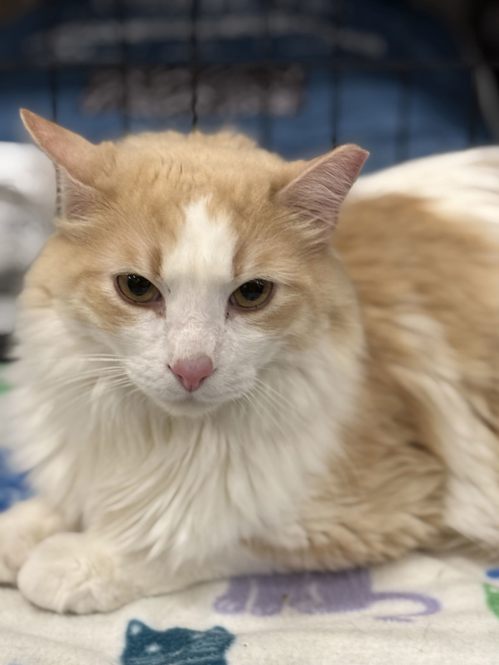 Whiskey, an adoptable Domestic Long Hair in McKinney, TX, 75069 | Photo Image 2