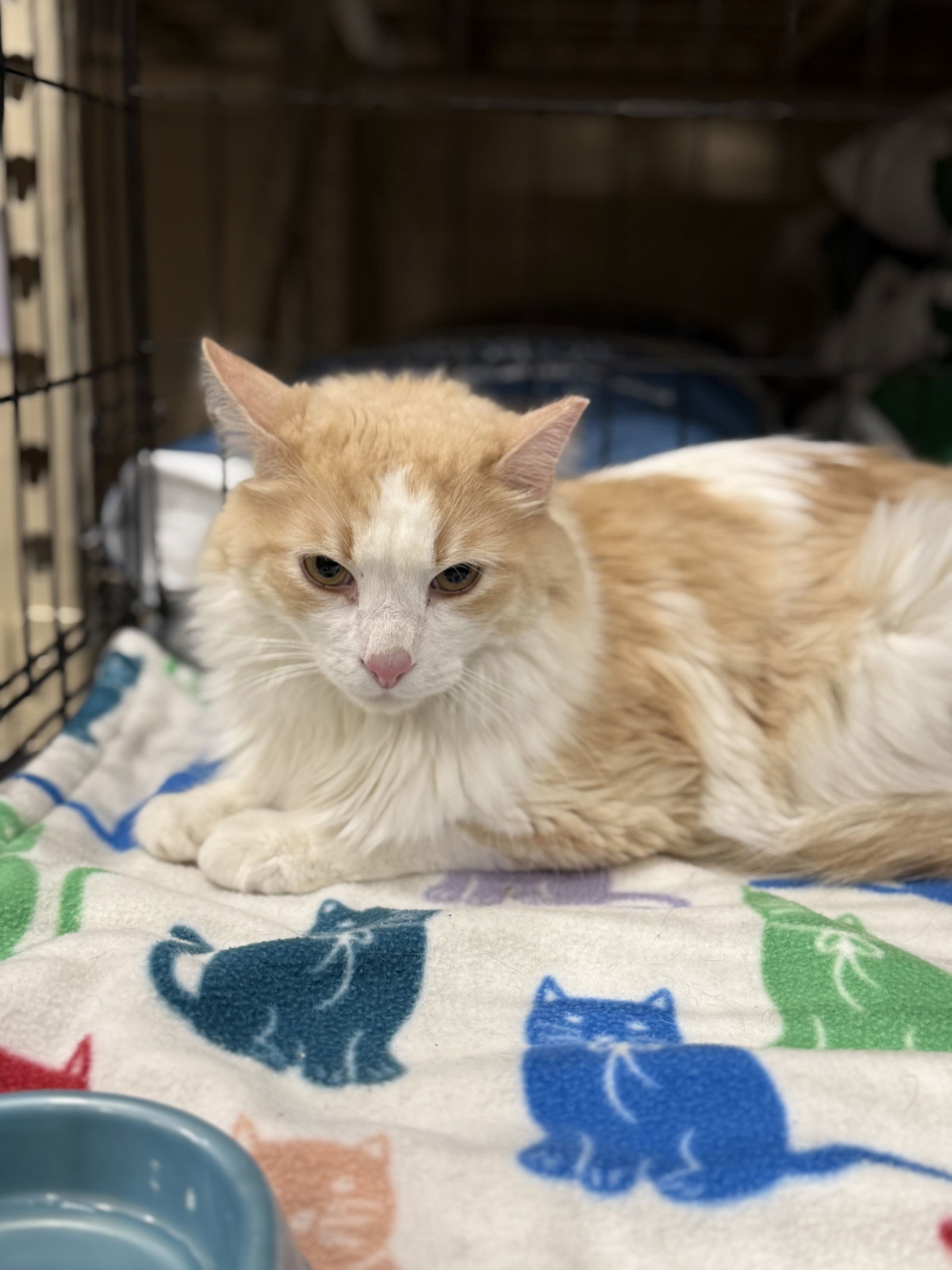 Whiskey, an adoptable Domestic Long Hair in McKinney, TX, 75069 | Photo Image 3