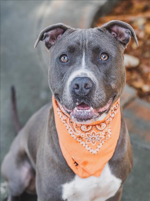 MADLYN, an adoptable Pit Bull Terrier in Miami, FL, 33122 | Photo Image 1