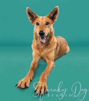 Animal Profile Olivia is an estimated 2-year-old 54 lb spayed female shepherd 