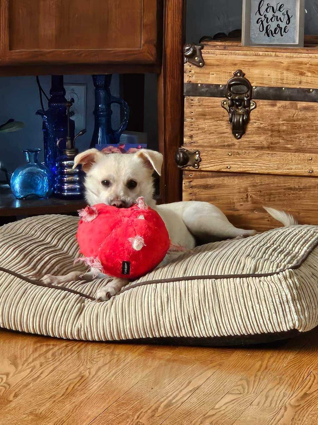 Nacho, an adoptable Chihuahua in New London, WI, 54961 | Photo Image 6