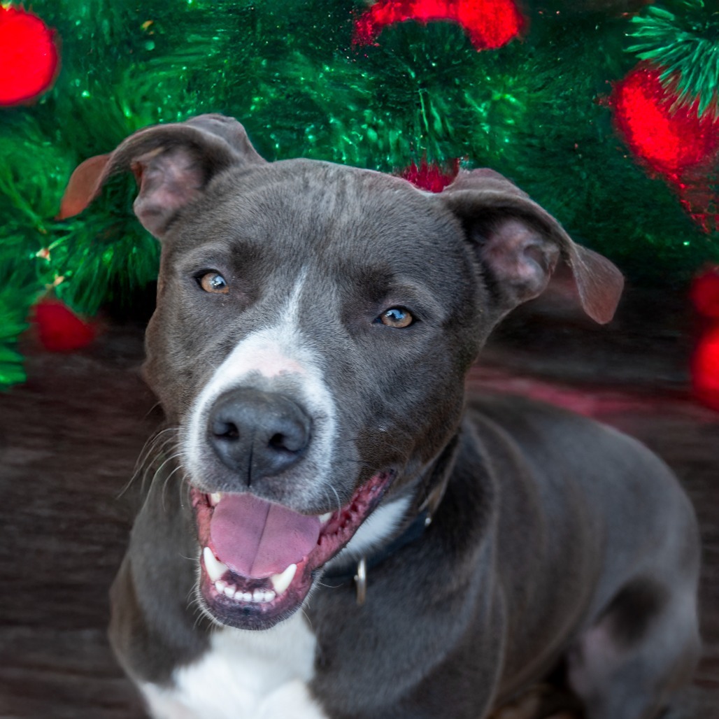 Buddy, an adoptable Pit Bull Terrier in Enterprise, AL, 36330 | Photo Image 1