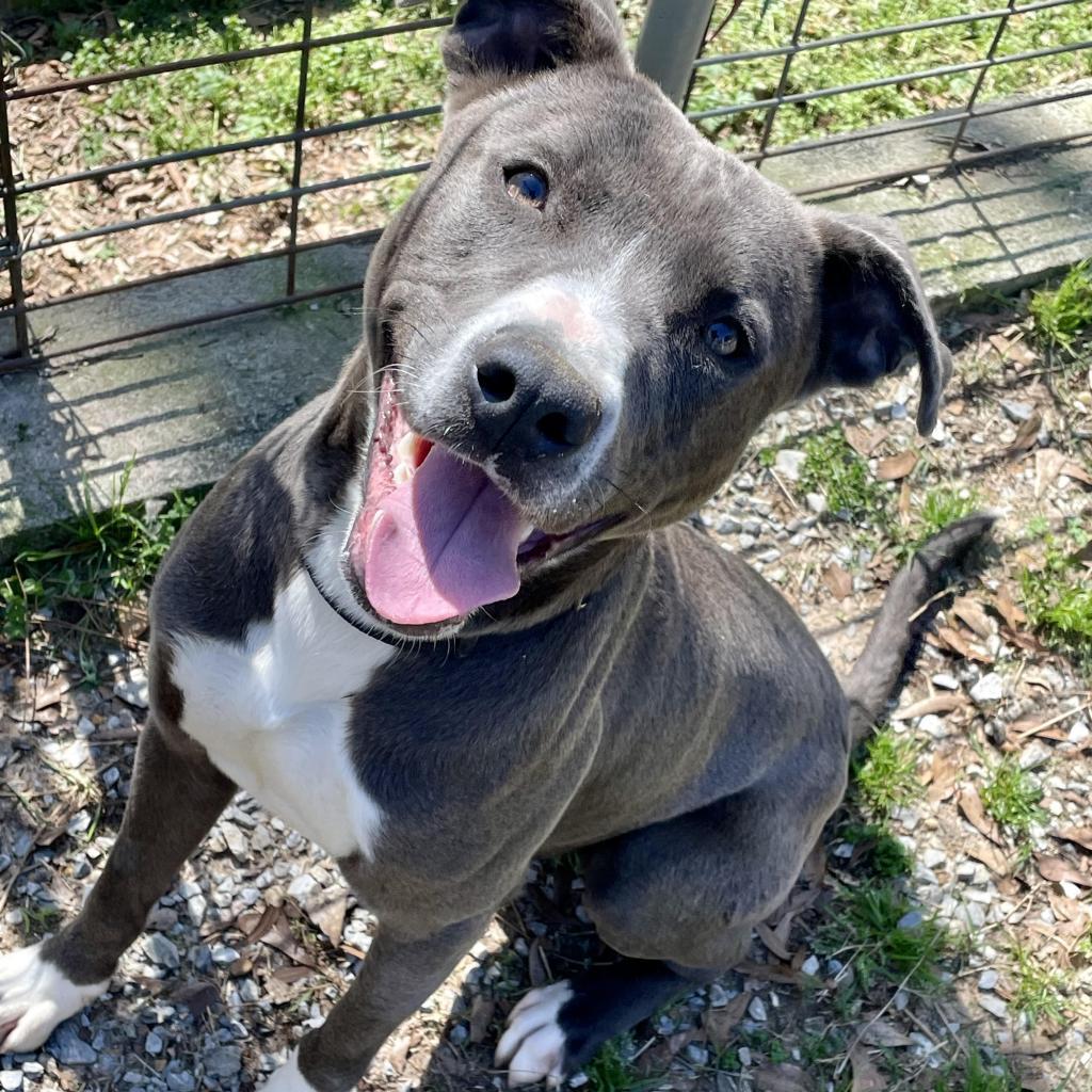 Buddy, an adoptable Pit Bull Terrier in Enterprise, AL, 36330 | Photo Image 3