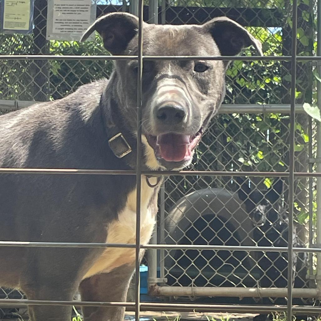 Buddy, an adoptable Pit Bull Terrier in Enterprise, AL, 36330 | Photo Image 4