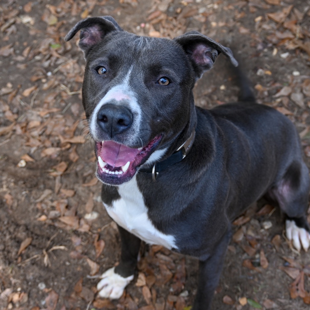 Buddy, an adoptable Pit Bull Terrier in Enterprise, AL, 36330 | Photo Image 5