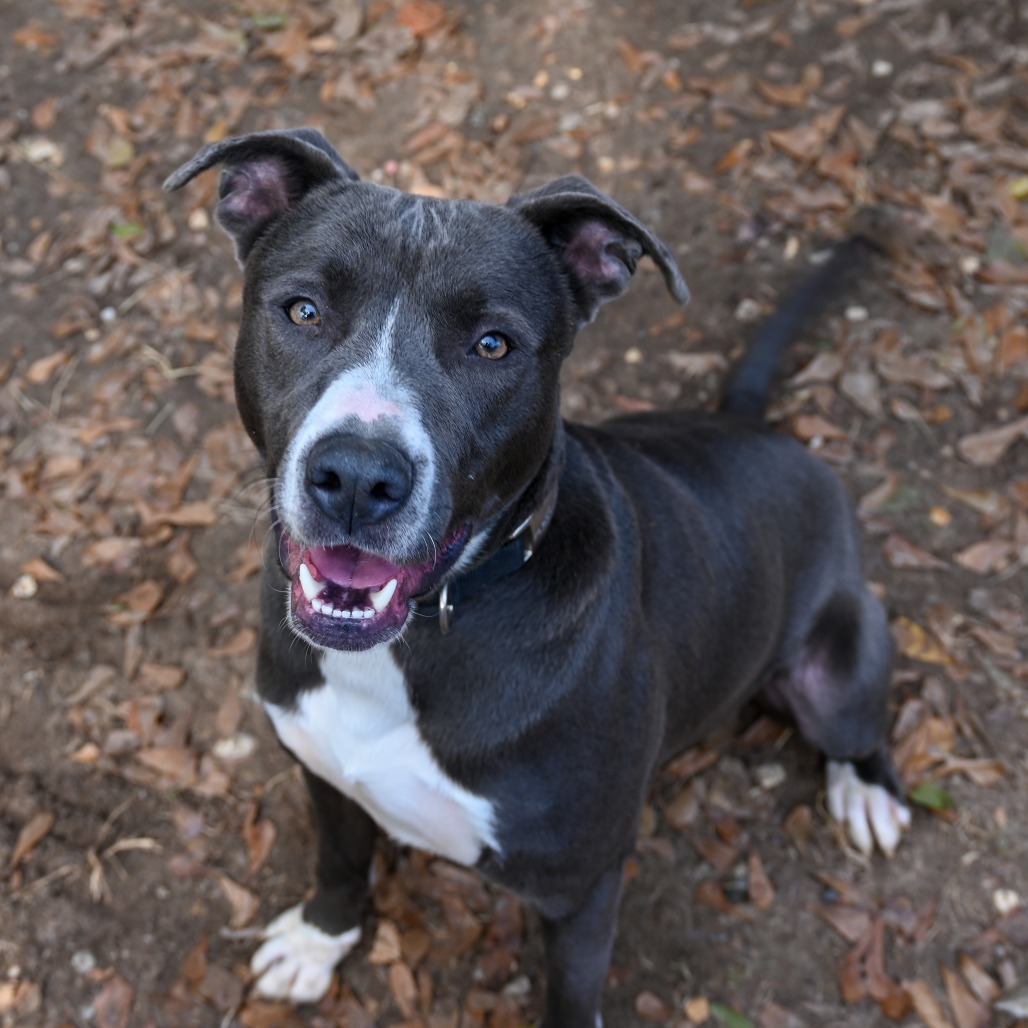 Buddy, an adoptable Pit Bull Terrier in Enterprise, AL, 36330 | Photo Image 6