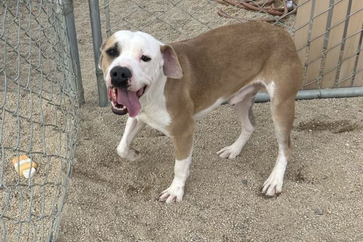 Dog for adoption Mr. Big a Pit Bull Terrier Mix in Gardnerville