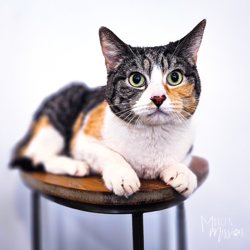 Mia, an adoptable Domestic Short Hair in Spokane , WA, 99209 | Photo Image 1