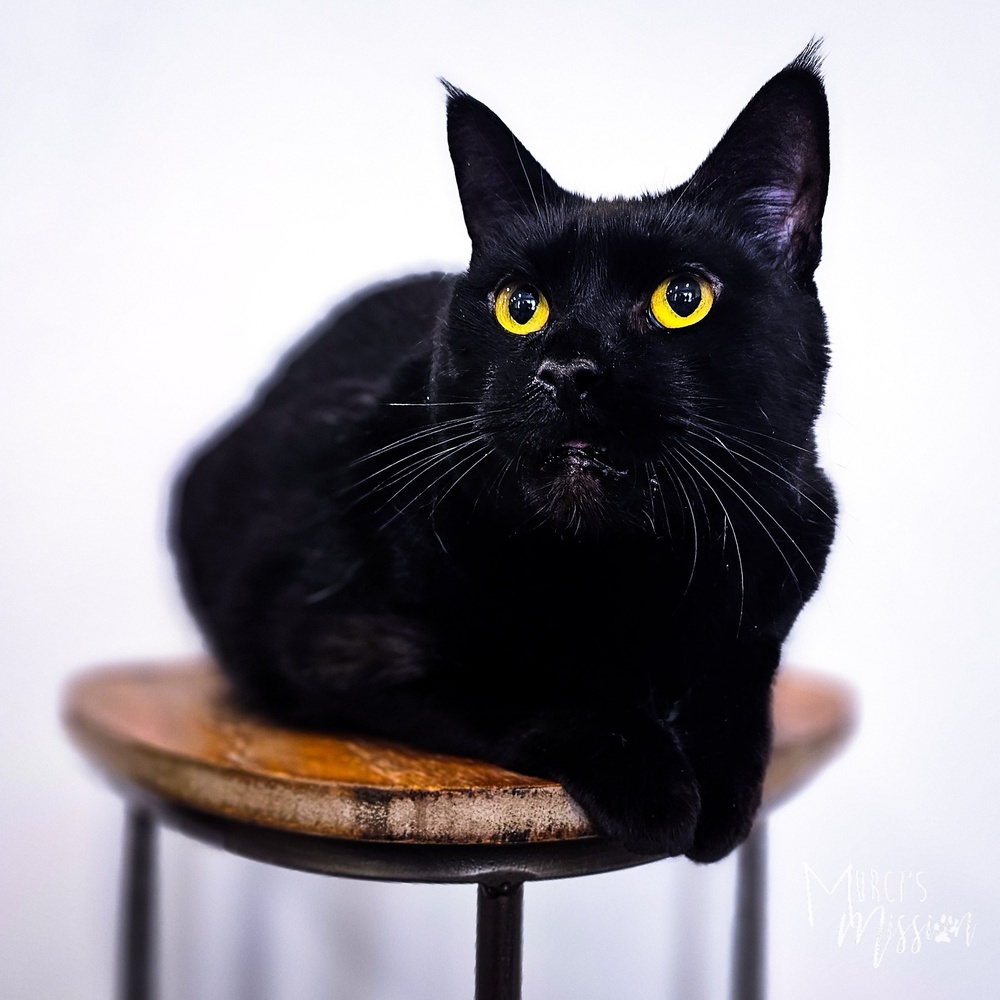 Zoey, an adoptable Domestic Short Hair in Spokane , WA, 99209 | Photo Image 1