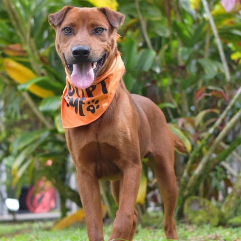 Dorito, an adoptable Mixed Breed in Kailua Kona, HI, 96740 | Photo Image 1