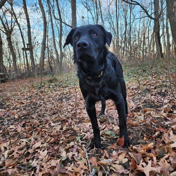 Rocket, an adoptable Labrador Retriever in Hastings, MN, 55033 | Photo Image 5