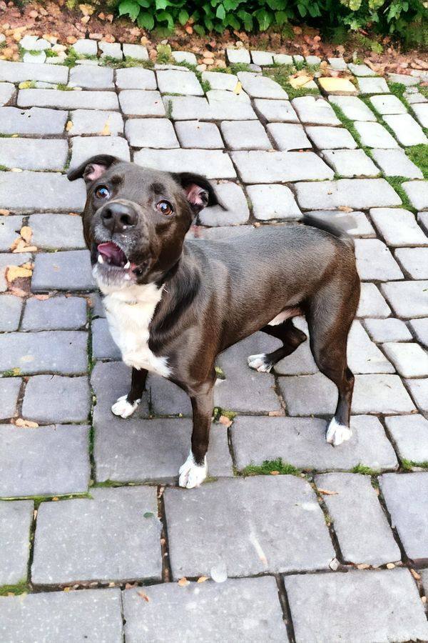 Chip, an adoptable Boxer in Hastings, MN, 55033 | Photo Image 4