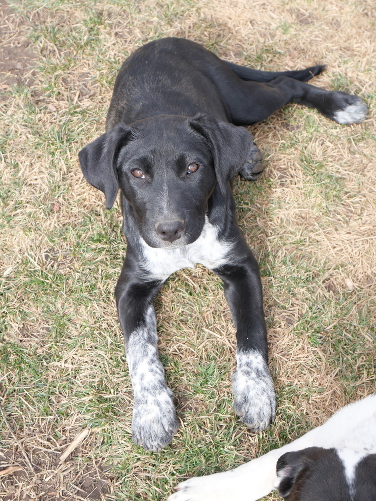 Salt N Pepa 2, an adoptable Border Collie, Australian Cattle Dog / Blue Heeler in Casper, WY, 82604 | Photo Image 1