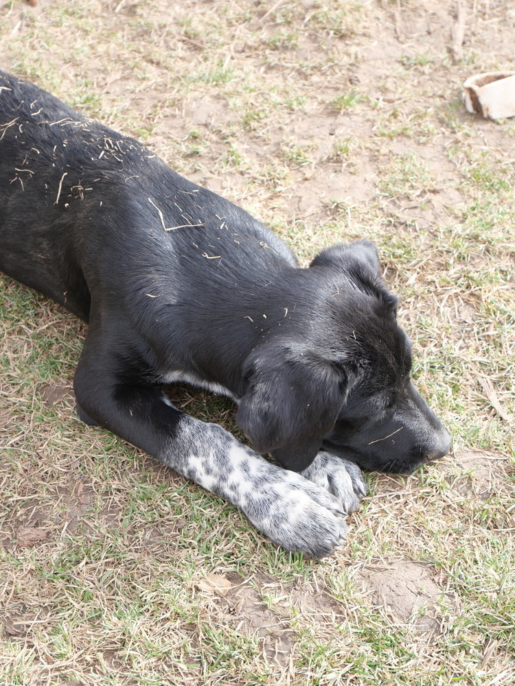 Salt N Pepa 2, an adoptable Border Collie, Australian Cattle Dog / Blue Heeler in Casper, WY, 82604 | Photo Image 3