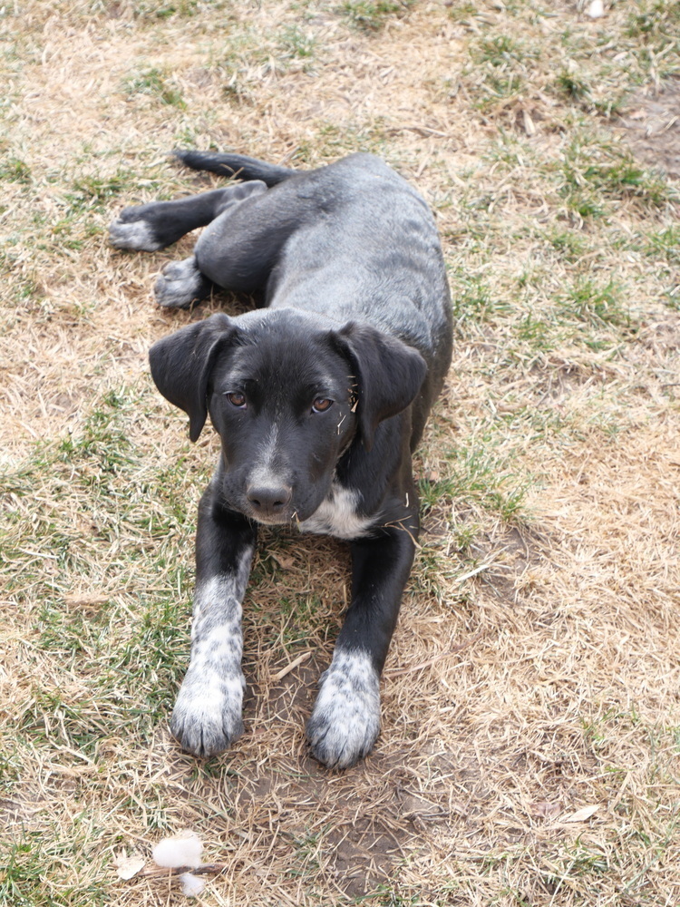 Salt N Pepa 2, an adoptable Border Collie, Australian Cattle Dog / Blue Heeler in Casper, WY, 82604 | Photo Image 4