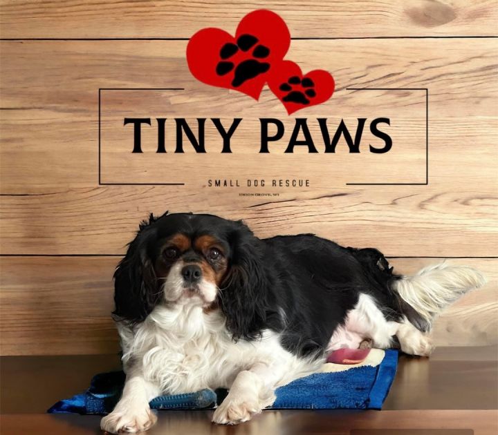 Tiny paws best sale dog rescue