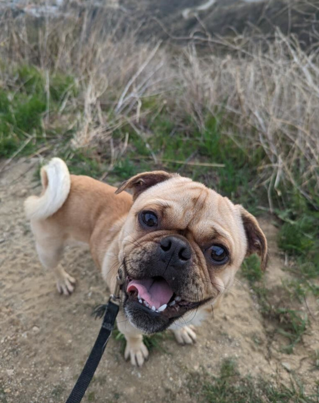 Peter, an adoptable Pug, Puggle in North Hollywood, CA, 91601 | Photo Image 2