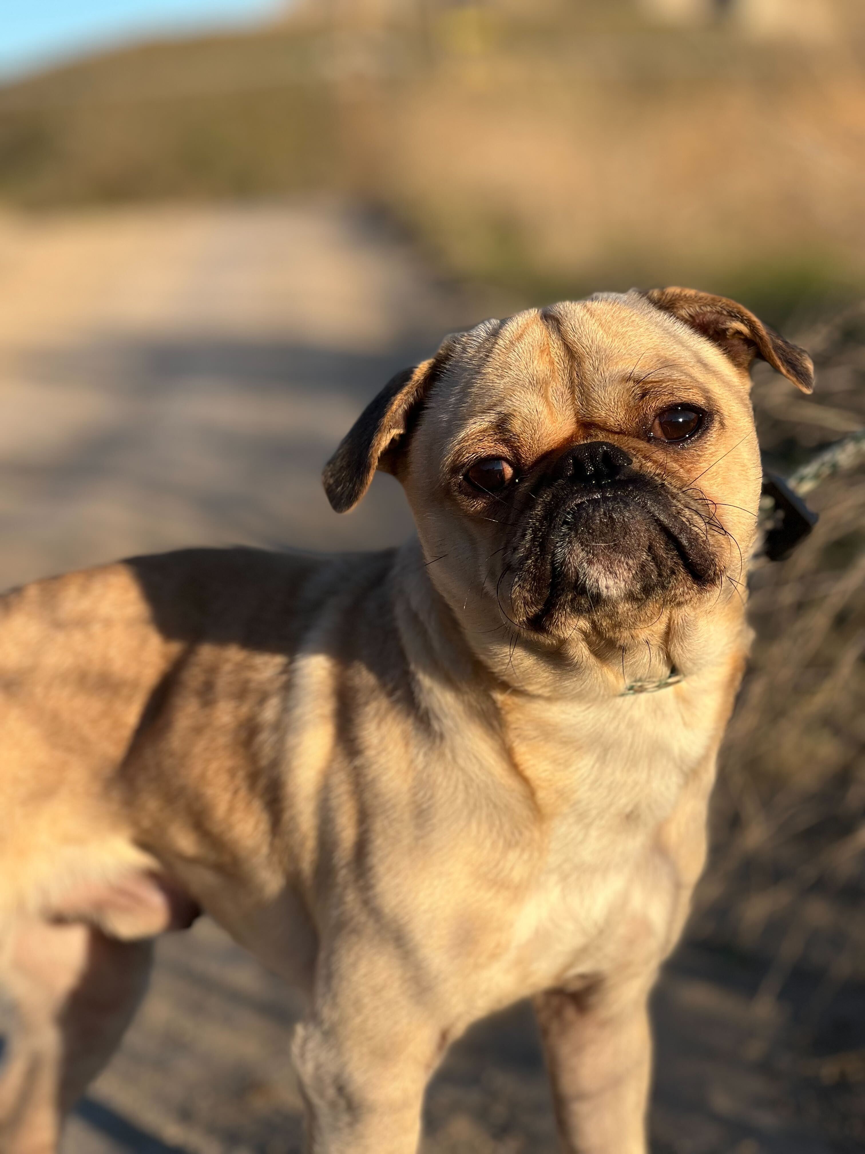 Peter, an adoptable Pug, Puggle in North Hollywood, CA, 91601 | Photo Image 4