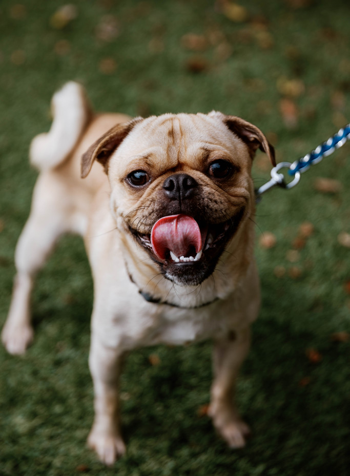 Peter, an adoptable Pug, Puggle in North Hollywood, CA, 91601 | Photo Image 1