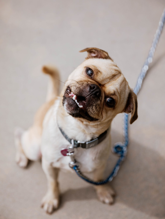 Peter, an adoptable Pug, Puggle in North Hollywood, CA, 91601 | Photo Image 5