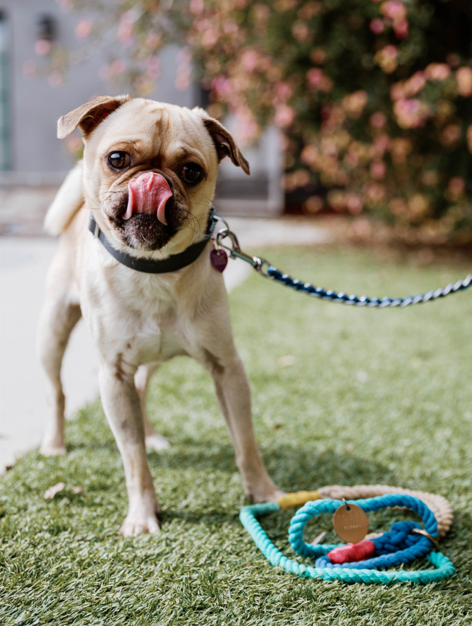Peter, an adoptable Pug, Puggle in North Hollywood, CA, 91601 | Photo Image 6