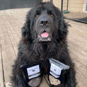 Petfinder newfoundland best sale