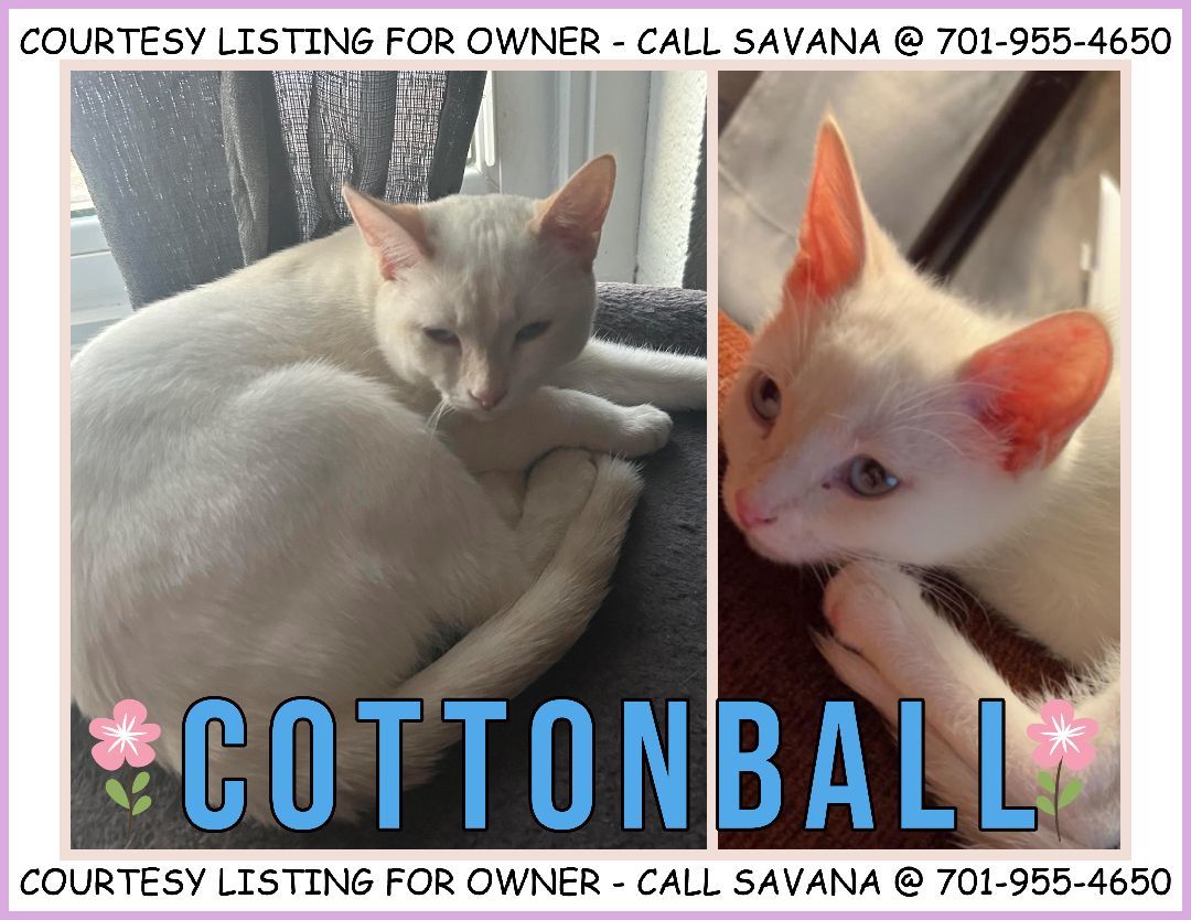 Cottonball - COURTESY LISTING FOR OWNER