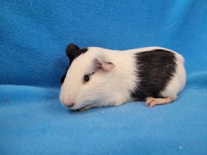 Luigi, Adult Male unknown