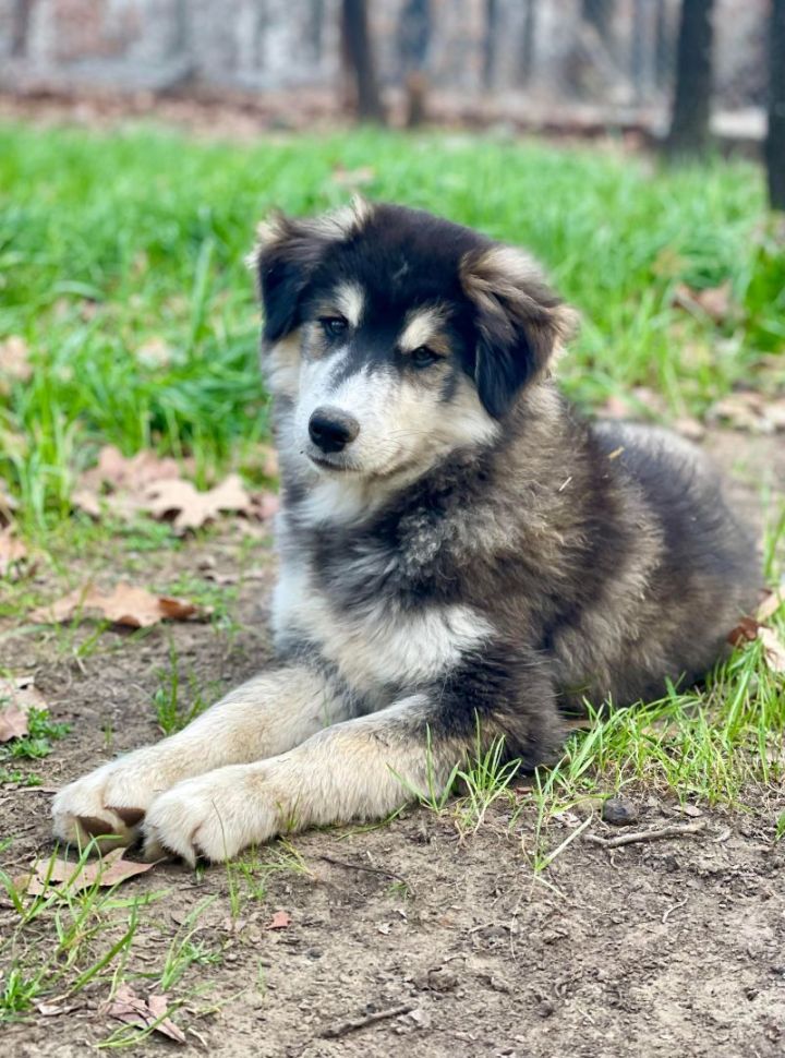 Husky and hot sale goldendoodle mix