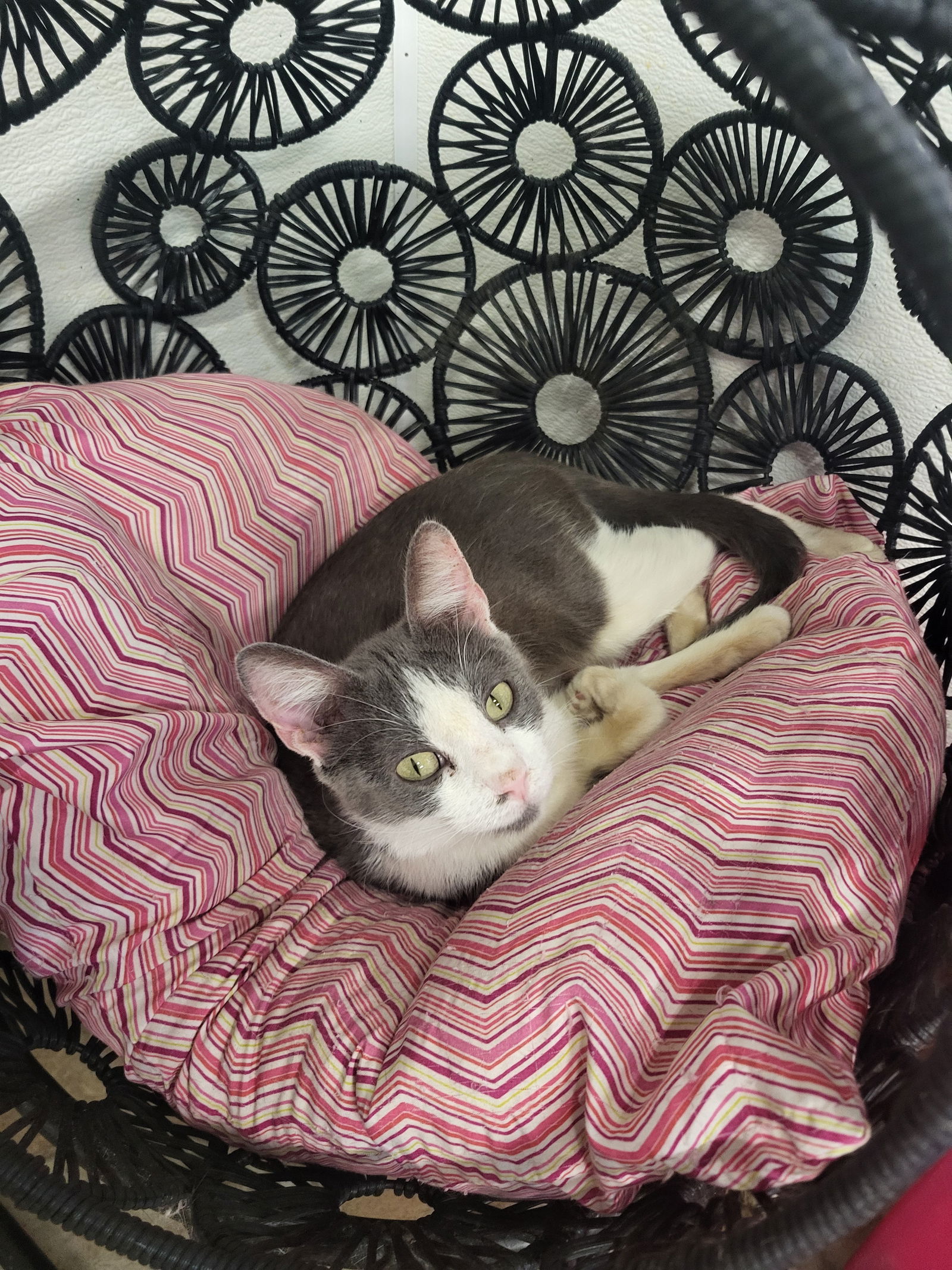 Gemma