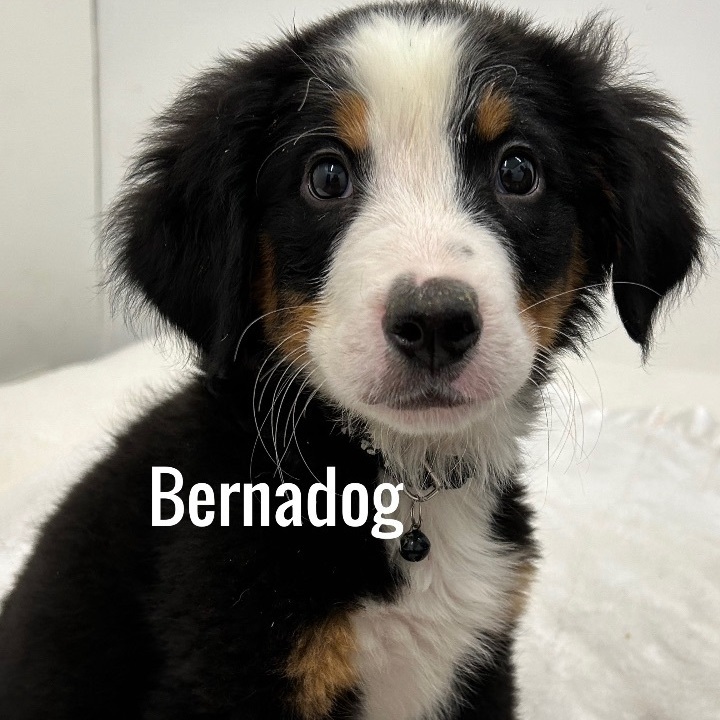 Petfinder bernese mountain sales dog