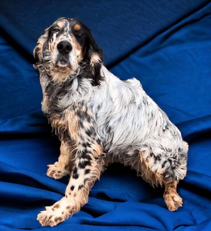 Petfinder store english setter