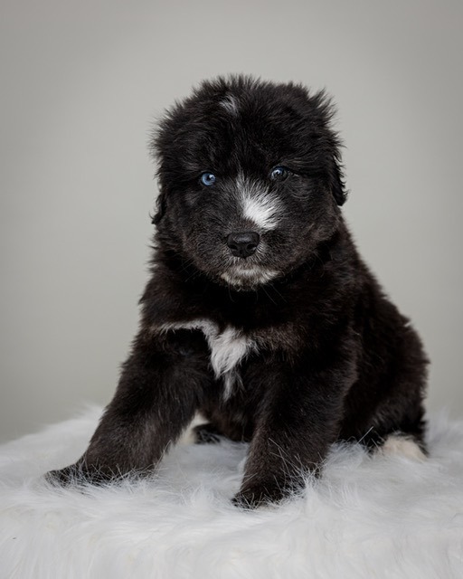 Newfoundland best sale goldendoodle mix