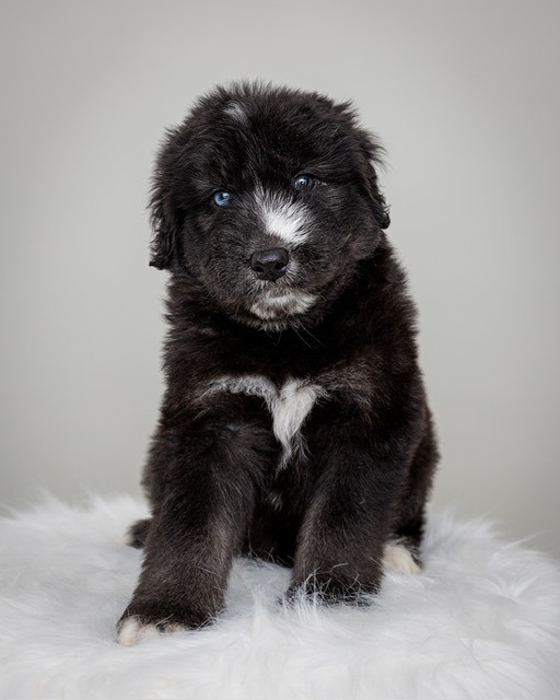 Goldendoodle and hot sale husky mix