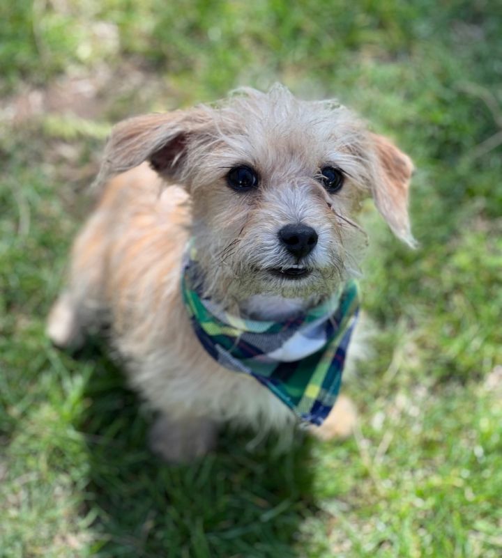 Norfolk sale terrier poodle