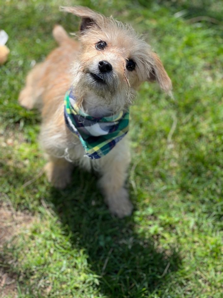 Miniature store norfolk terrier