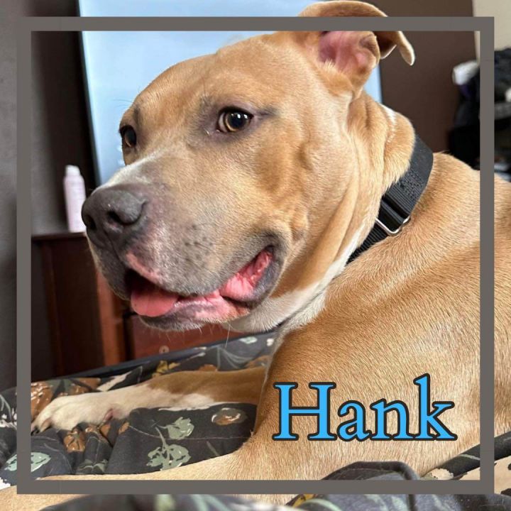 Dog for adoption Hank a Pit Bull Terrier in Monroe MI Petfinder