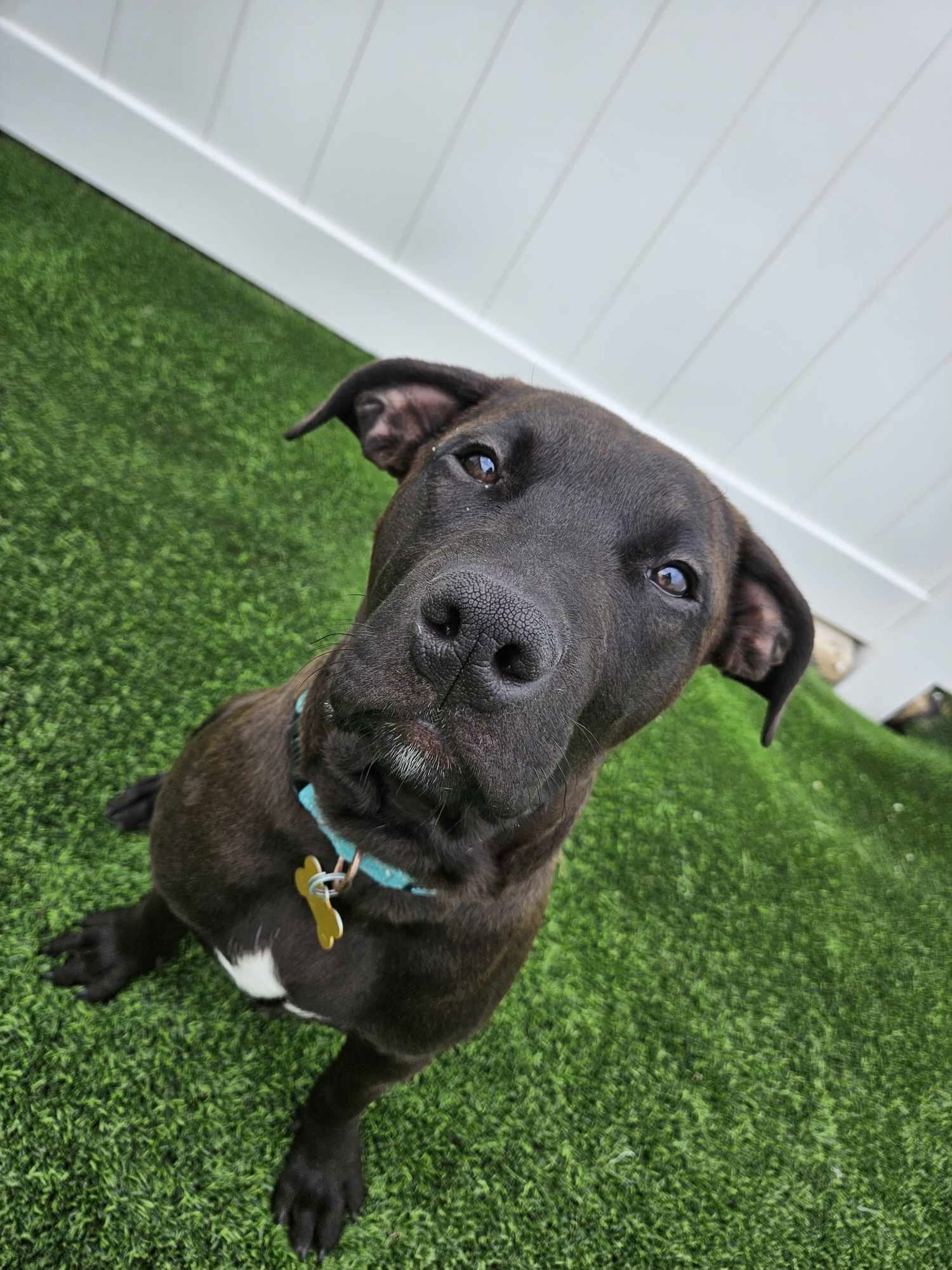 Tanner, an adoptable Pit Bull Terrier, American Staffordshire Terrier in Cedar Rapids, IA, 52405 | Photo Image 2