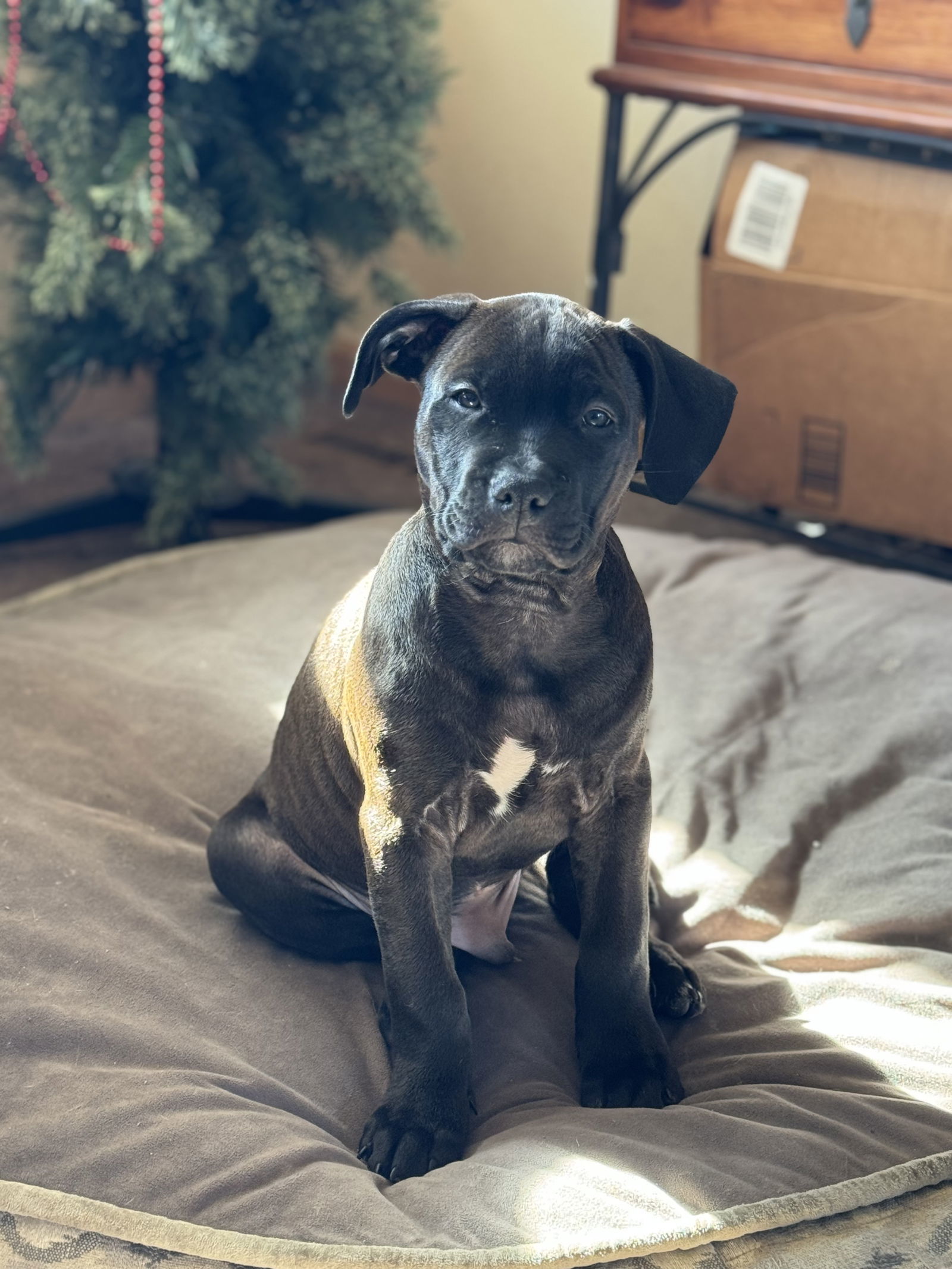 Tanner, an adoptable Pit Bull Terrier, American Staffordshire Terrier in Cedar Rapids, IA, 52405 | Photo Image 3