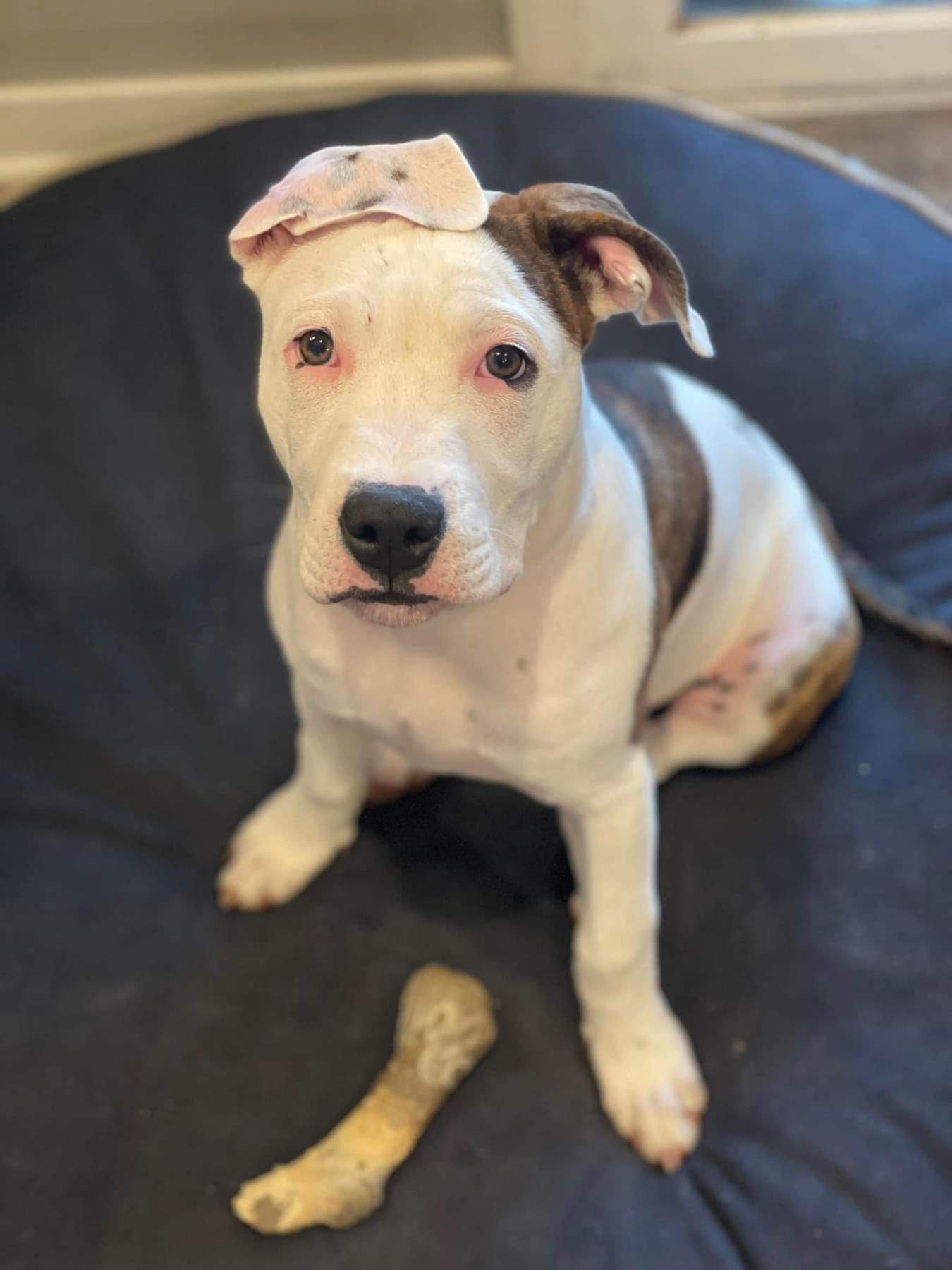 Lincoln, an adoptable Pit Bull Terrier in Cedar Rapids, IA, 52405 | Photo Image 1