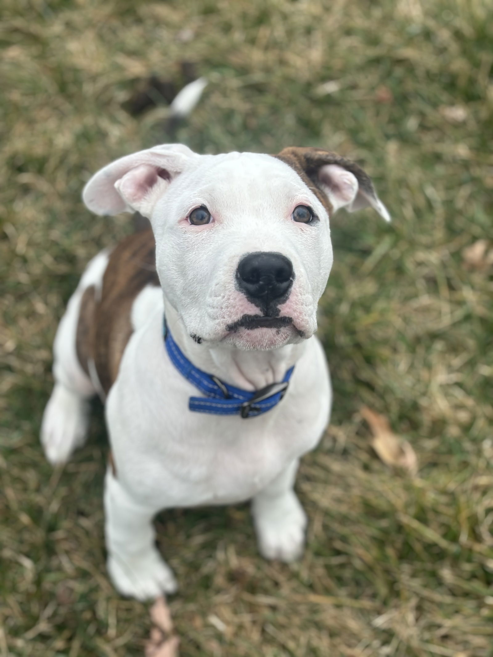 Lincoln, an adoptable Pit Bull Terrier in Cedar Rapids, IA, 52405 | Photo Image 2