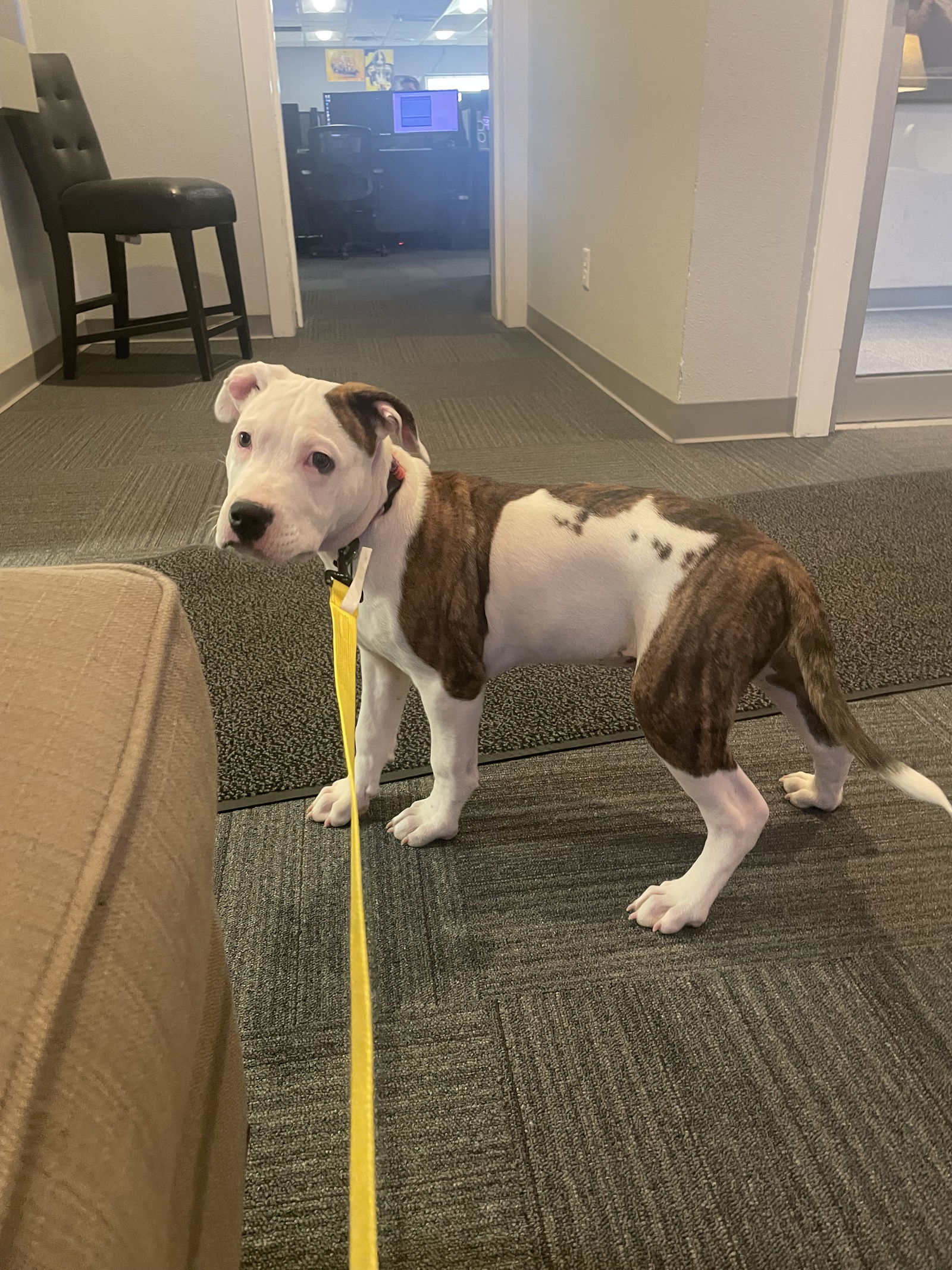 Lincoln, an adoptable Pit Bull Terrier in Cedar Rapids, IA, 52405 | Photo Image 3