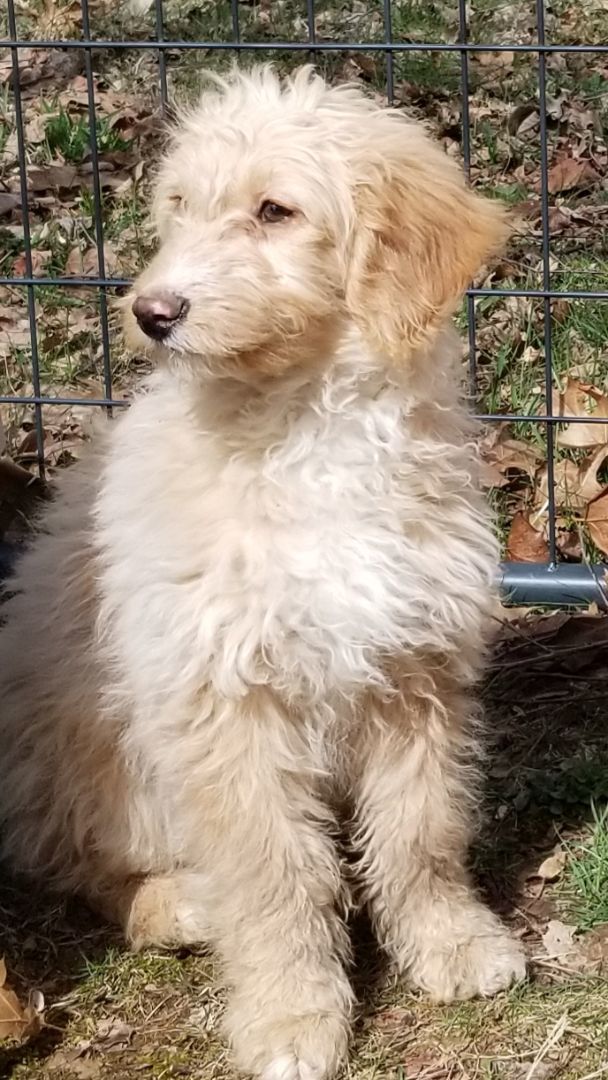 Petfinder goldendoodle 2024